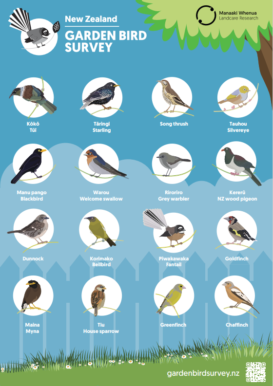 NZ bird poster
